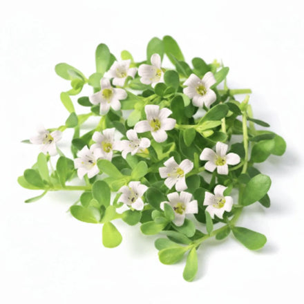 Brahmi