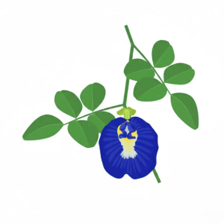Shankhpushpi