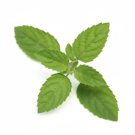 Tulsi